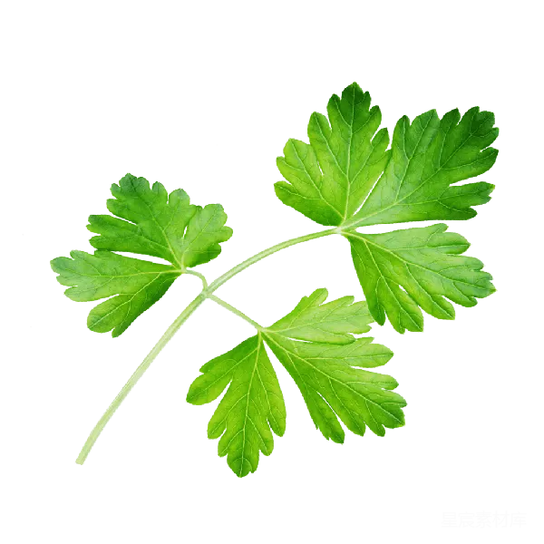 元素素材 绿色植物叶片特写