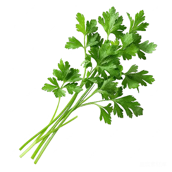 元素素材 新鲜香菜