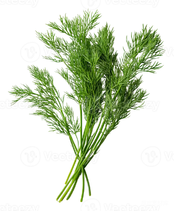 元素素材 新鲜香菜植物插图