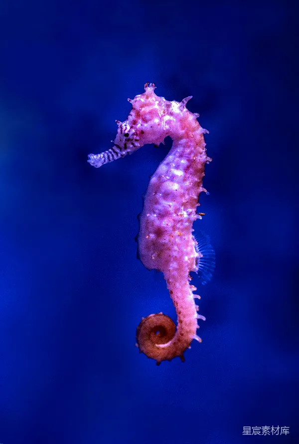 高清摄影 紫海马