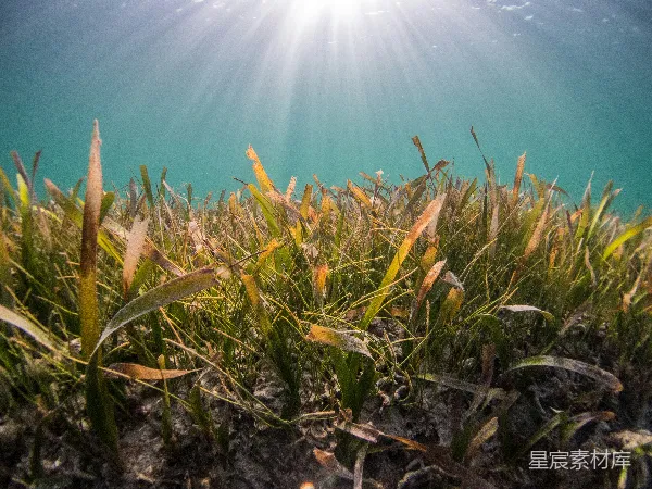 高清摄影 白天绿草和棕色草地在蓝天之下