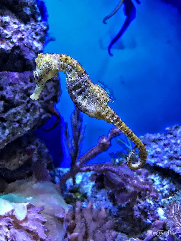 高清摄影 黄色 Seahorse 的特写摄影