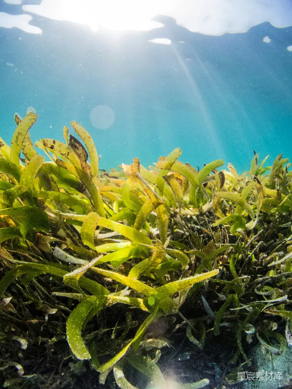 高清摄影 水下绿色和黄色的植物
