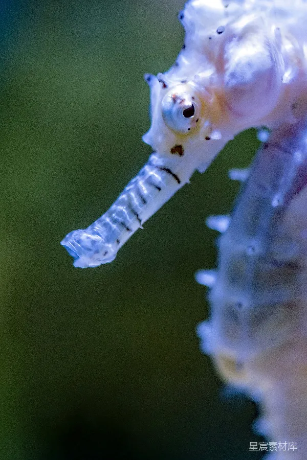 高清摄影 一只海马的特写镜头，背景模糊。