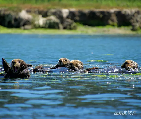 高清摄影 海獭们在水中浮在一起。