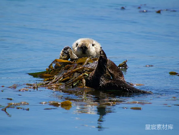 高清摄影 海獭在海洋中浮游着，身边缠绕着海草。