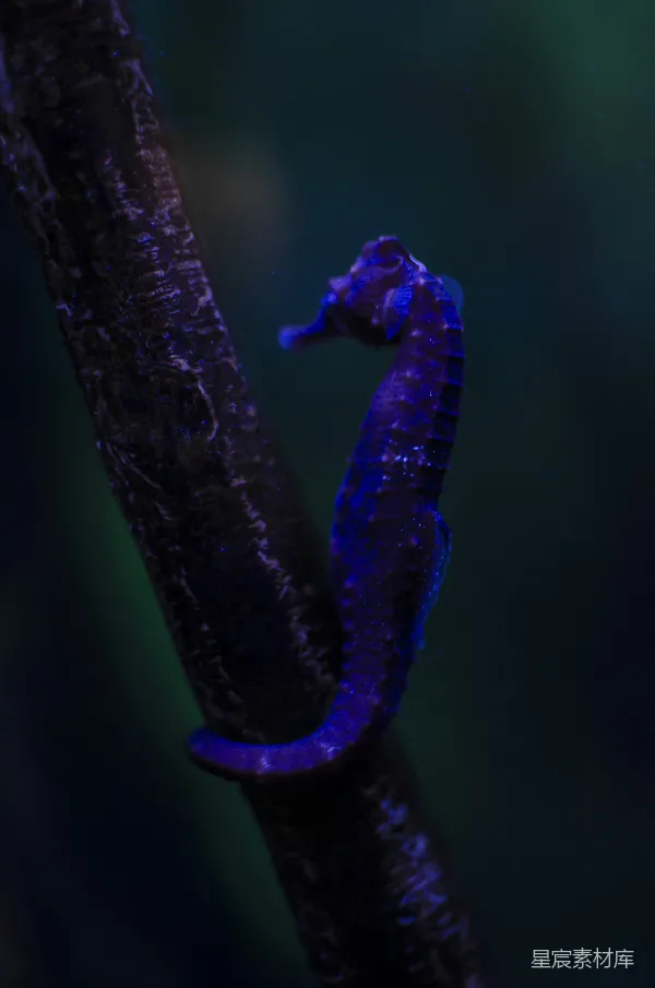 高清摄影 绿色茎上的紫色和绿色的毛虫