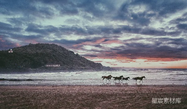 高清摄影 四匹黑马在海边白天的景象