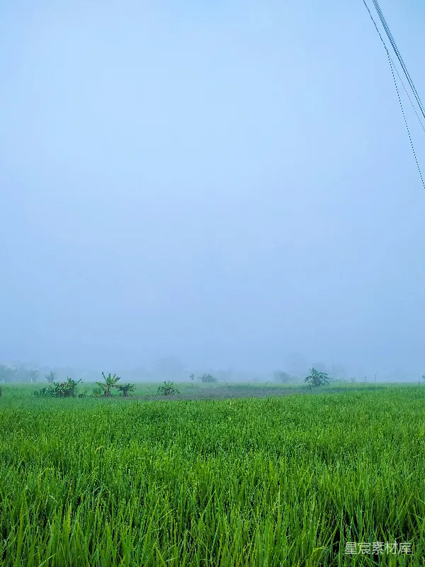 高清摄影 雾中的稻田