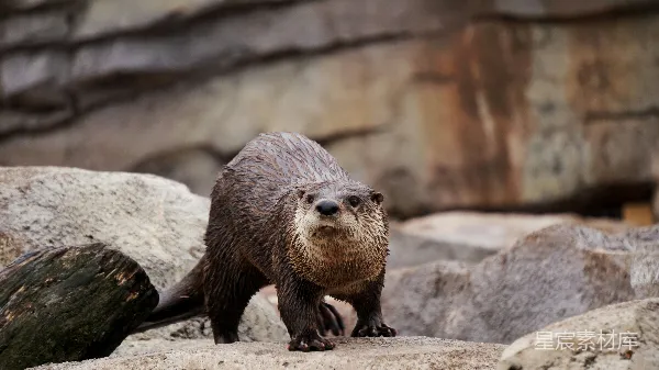 高清摄影 棕色山 Beaver 晴天站在灰色岩石上