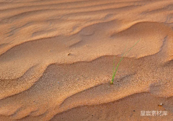 高清摄影 沙子里长出了一株小绿植物。