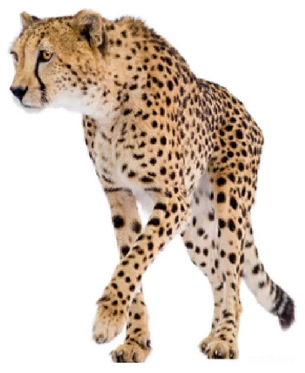 元素素材 疾驰的猎豹