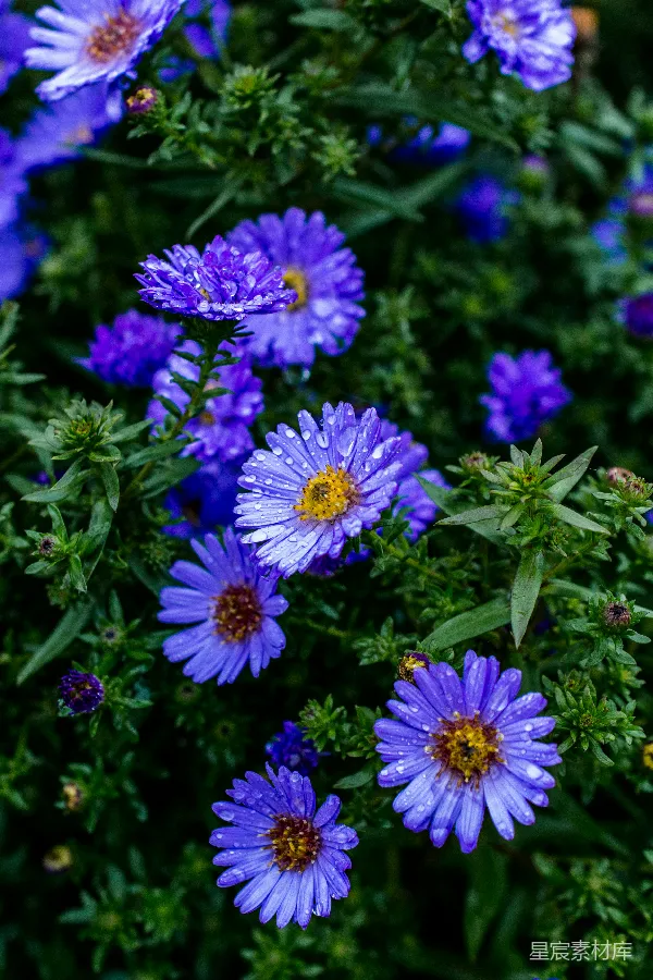 高清摄影 紫色花瓣的花朵