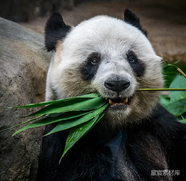 高清摄影 熊猫吃竹子