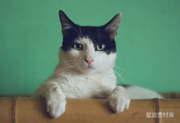 高清摄影 猫在绿色背景下的凝视