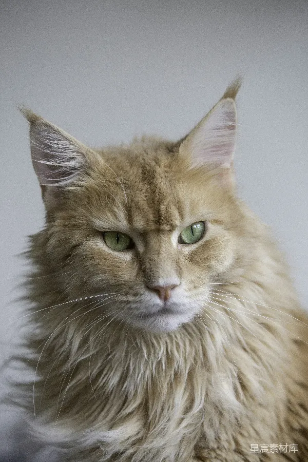 高清摄影 金黄色的长毛猫肖像
