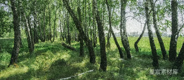 高清摄影 草地上的一幅树木画