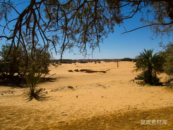 高清摄影 白天棕色沙地上一棵裸树的蓝色天空下