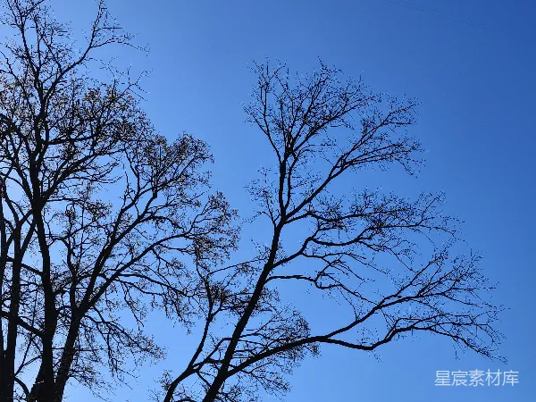 高清摄影 裸露的树干在澄澈的蓝天背景下