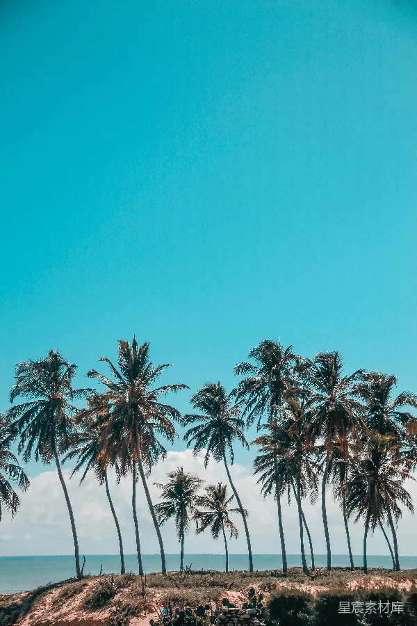 高清摄影 海边棕榈树的风景摄影