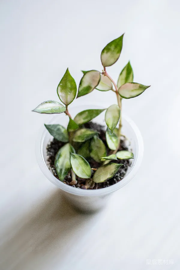 高清摄影 室内小型盆栽植物