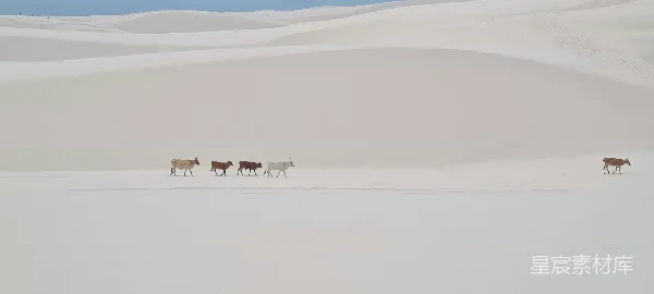 高清摄影 一群牛在雪覆盖的田野上行走