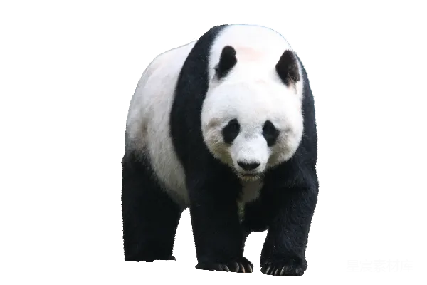 元素素材 黑白相间的大熊猫