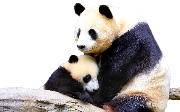 元素素材 熊猫母子温馨时刻
