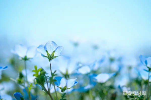 高清摄影 蓝花瓣花朵盛开时的特写镜头