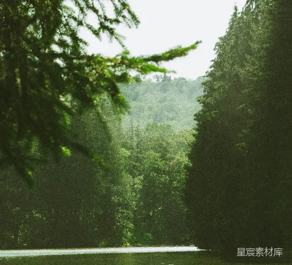 高清摄影 路旁绿树白天时