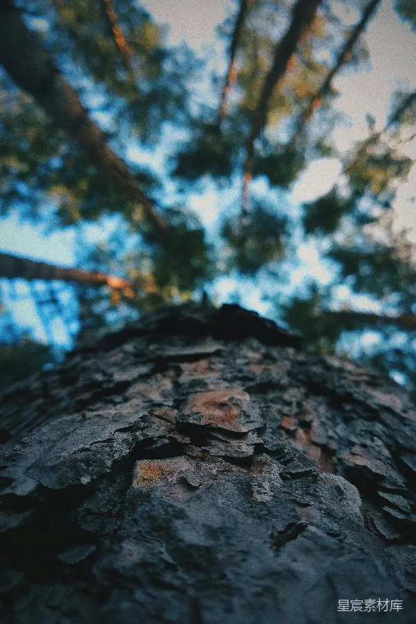 高清摄影 树的纹理与自然光影