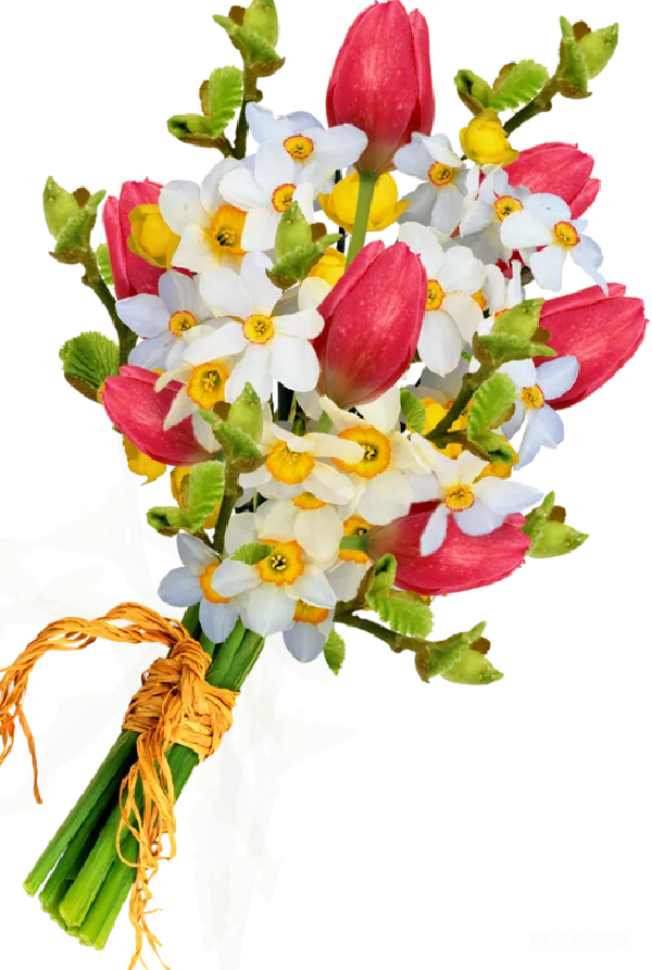 元素素材 郁金香与水仙花的花束