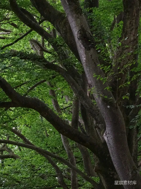 高清摄影 一群树木