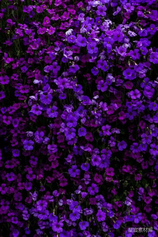 高清摄影 紫色的花瓣花