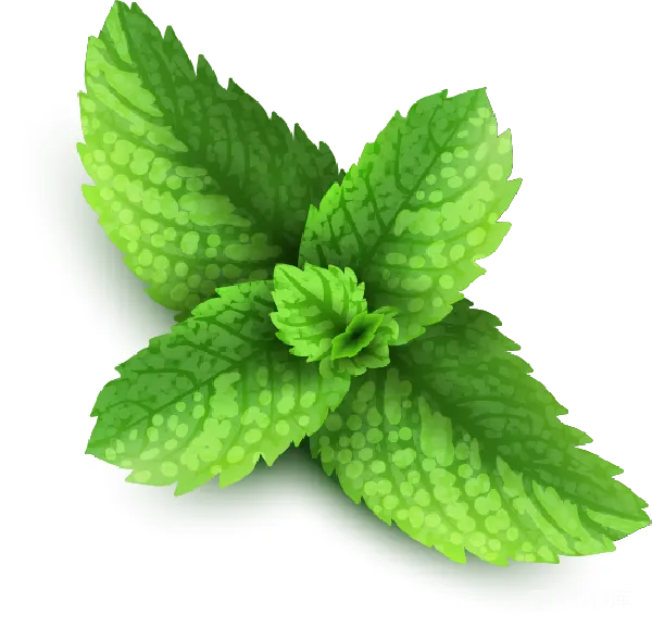 元素素材 新鲜薄荷叶片