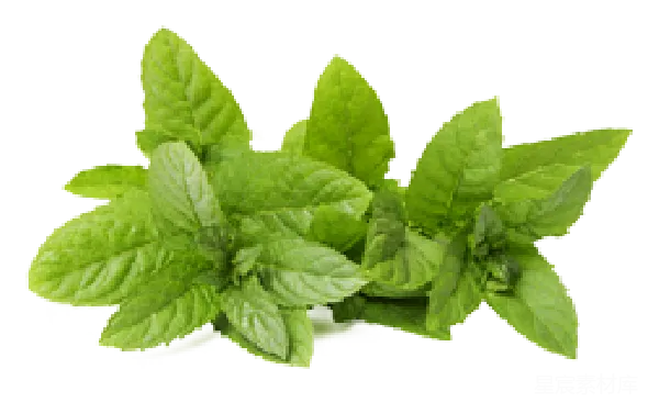 元素素材 新鲜薄荷叶