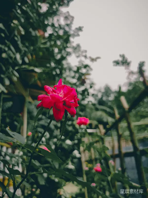 高清摄影 花园里一朵红花正在盛开