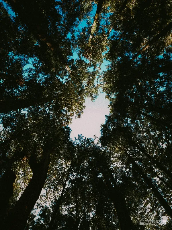 高清摄影 透过高树向上望向天空