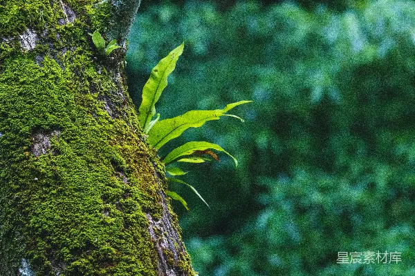 高清摄影 树旁生长着一株绿色植物