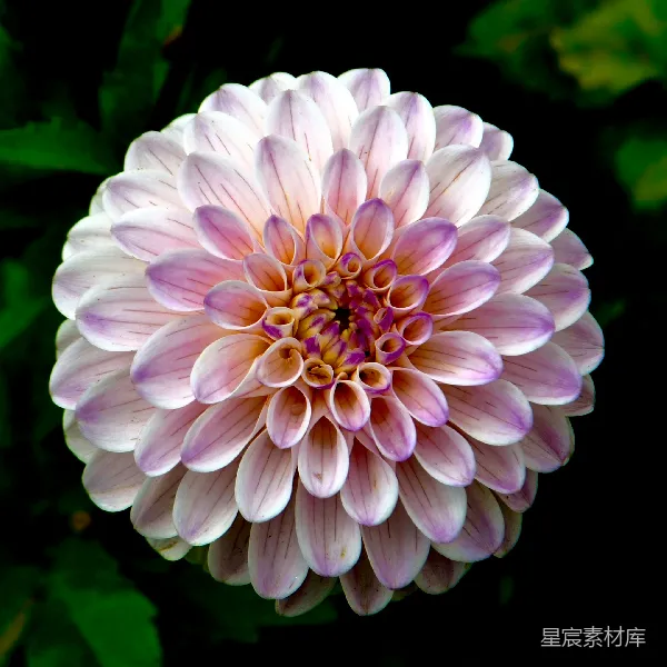 高清摄影 聚焦于紫色和白色花瓣花朵的选择性摄影