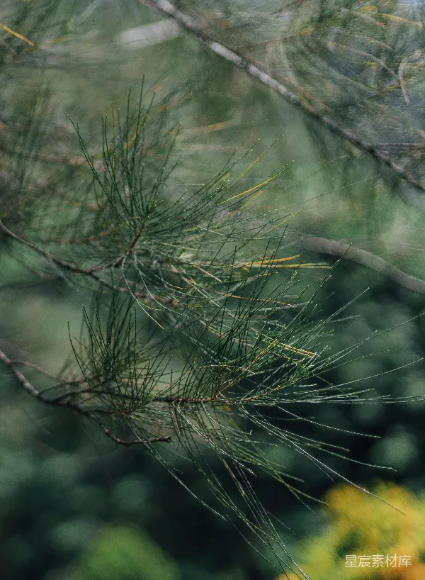 高清摄影 一只鸟站在树干的一枝上