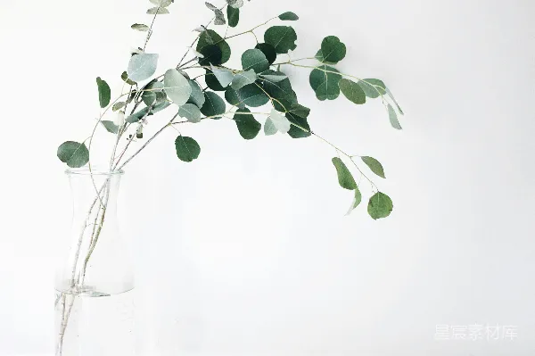 高清摄影 绿叶植物
