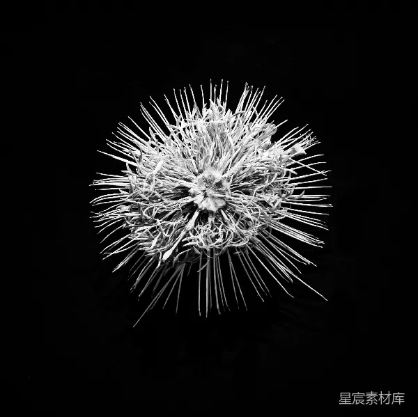 高清摄影 黑背景上一个带刺的白色物体特写