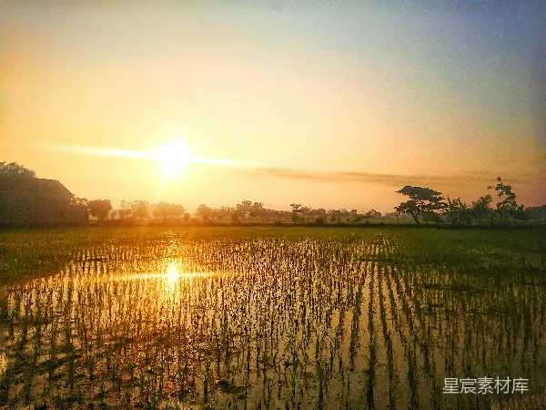 高清摄影 夕阳落下一片稻田