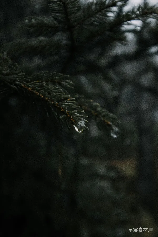 高清摄影 雨滴的浅聚焦