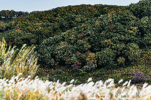 高清摄影 绿树在白天的绿色草地上