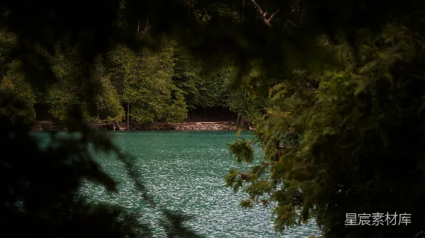 高清摄影 静谧湖畔的森林景色