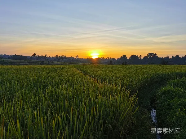 高清摄影 夕阳下的稻田