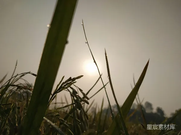 高清摄影 晨露下的稻田