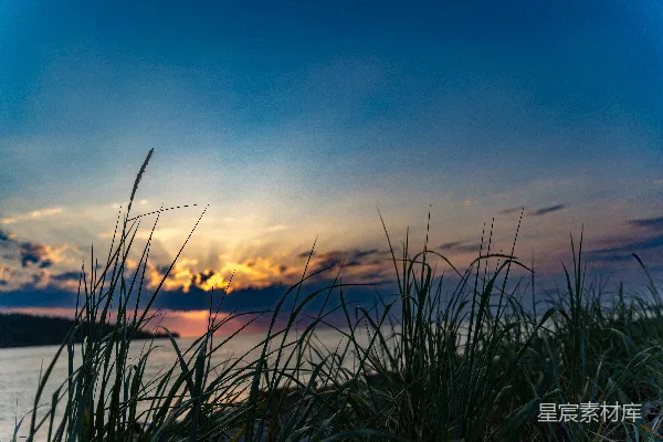 高清摄影 夕阳下的芦苇